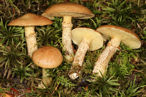 Suillus acidus