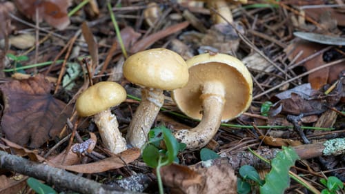 Suillus acidus — photo