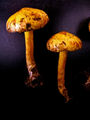 Suillus americanus (White pine bolete) — photo