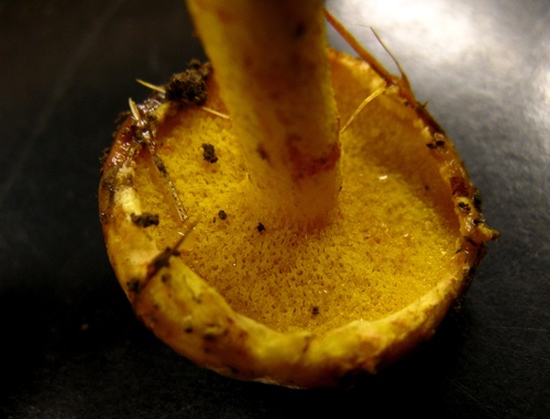 Suillus americanus (White pine bolete) — photo