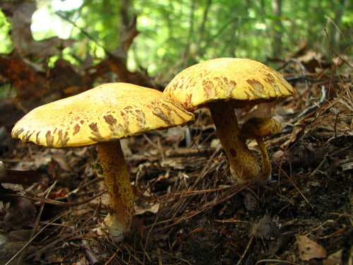 Suillus americanus