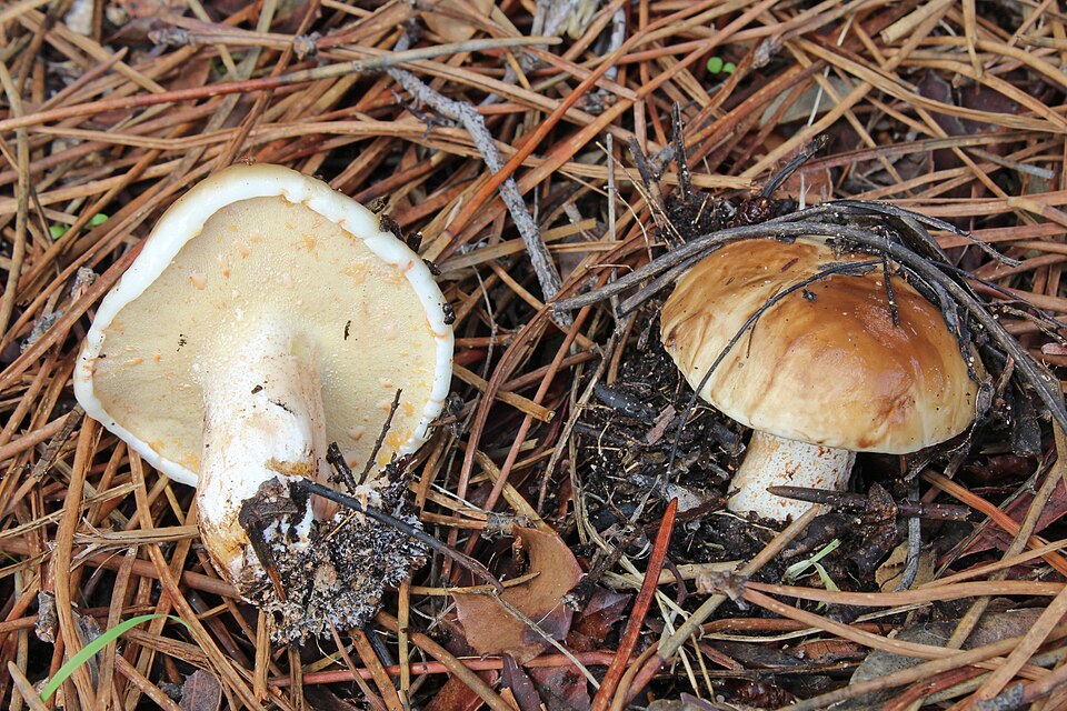 Suillus bellini — photo