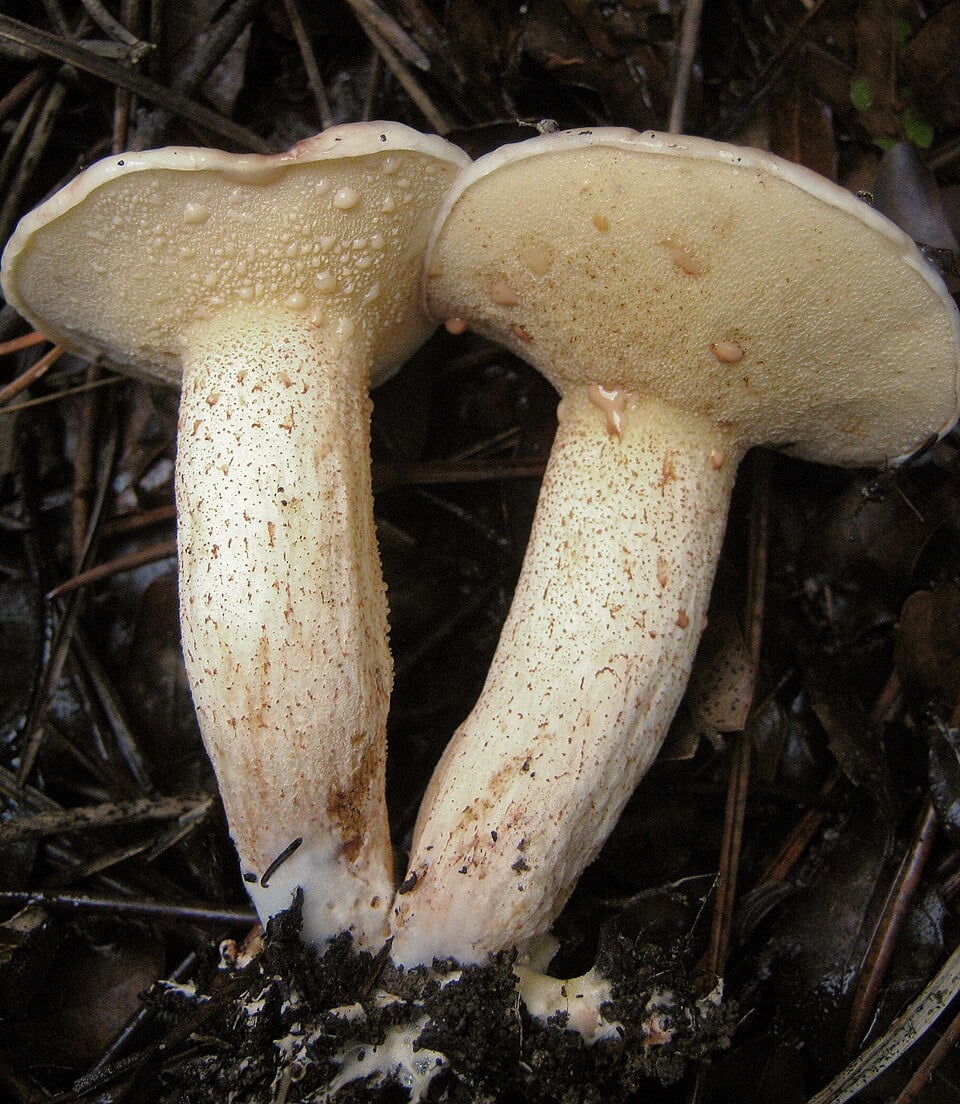 Suillus bellini