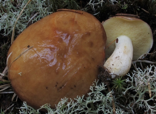 Suillus brevipes (Short-stalked suillus) — photo
