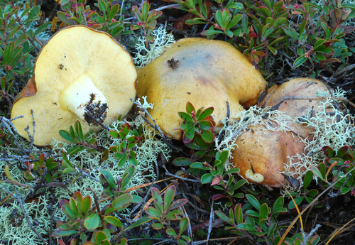 Suillus brevipes (Short-stalked suillus) — photo