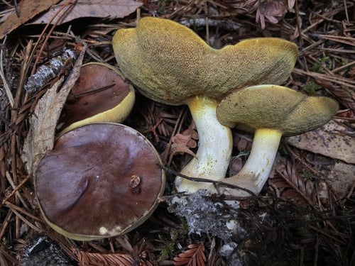 Suillus brevipes