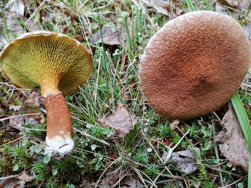 Suillus cavipes (Hollow-stalked boletus) — photo