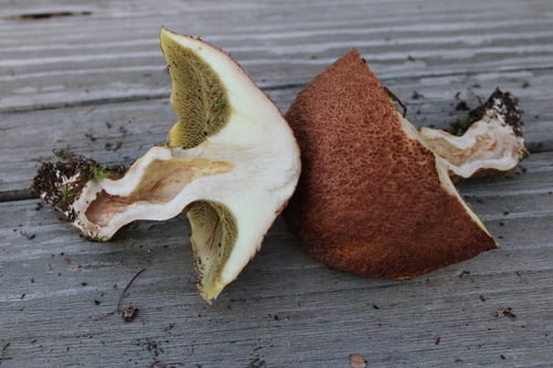 Suillus cavipes (Hollow-stalked boletus) — photo