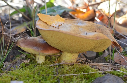 Suillus collinitus — photo