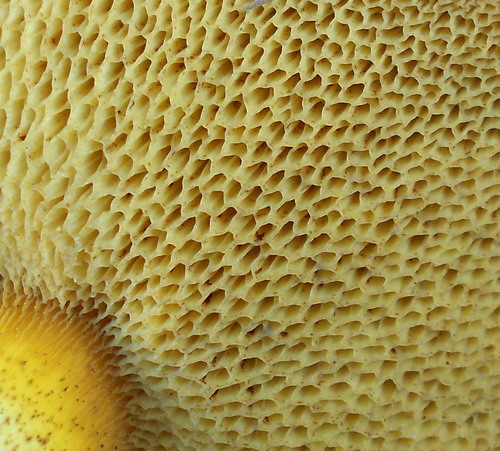 Suillus collinitus — photo
