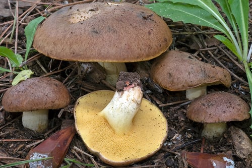 Suillus collinitus