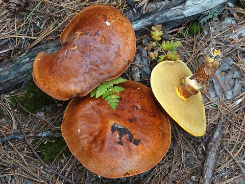 Suillus elegans (Larch bolete) — photo