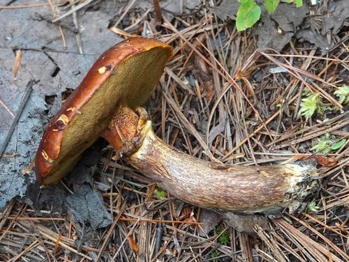 Suillus elegans