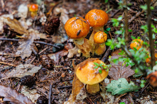Suillus elegans (Larch bolete) — photo