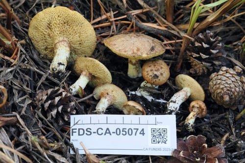 Suillus flavidus — photo