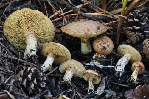 Suillus flavidus — photo