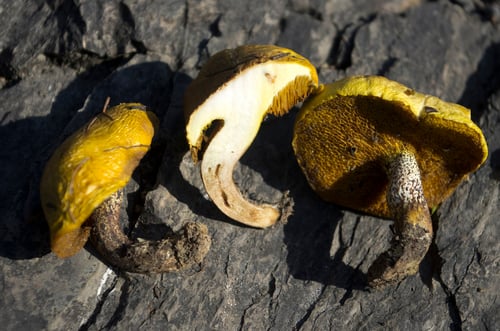 Suillus flavogranulatus