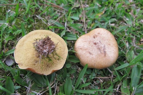 Suillus granulatus (The granular bolete) — photo