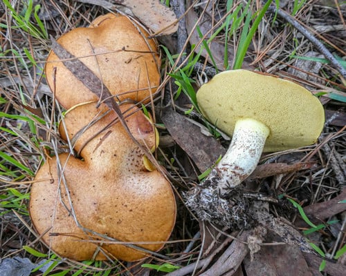 Suillaceae