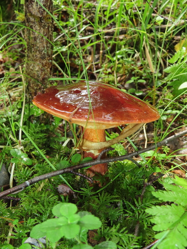 Suillus grevillei