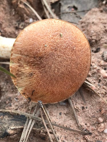Suillus hirtellus — photo