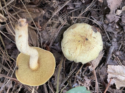 Suillus hirtellus
