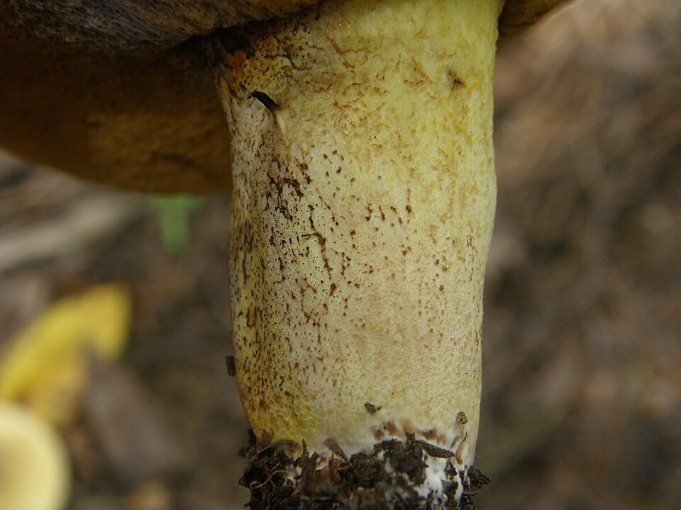 Suillus lactifluus — photo