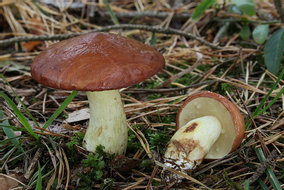 Suillus lactifluus