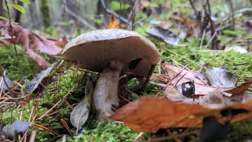 Suillus laricinus — photo