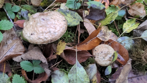 Suillus laricinus — photo
