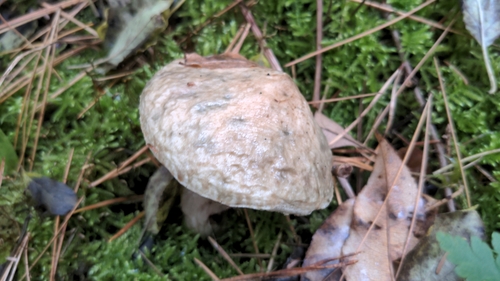Suillus laricinus