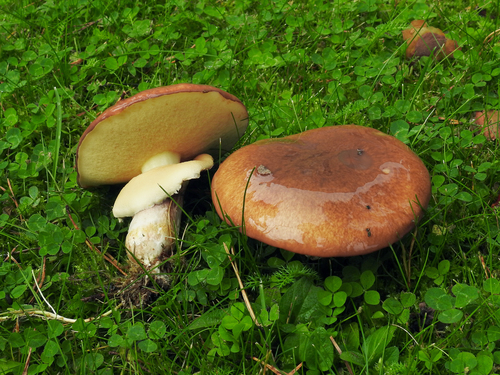 Suillus luteus (Chilean slippery jack) — photo
