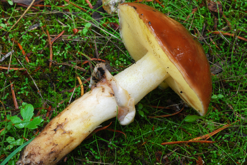 Suillus luteus (Chilean slippery jack) — photo