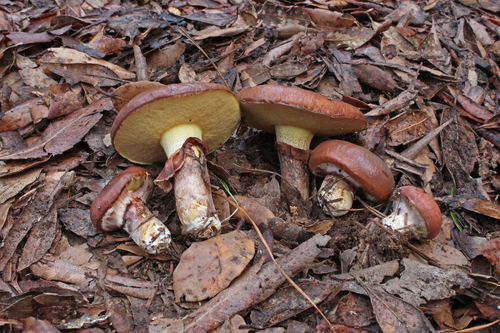 Suillus luteus