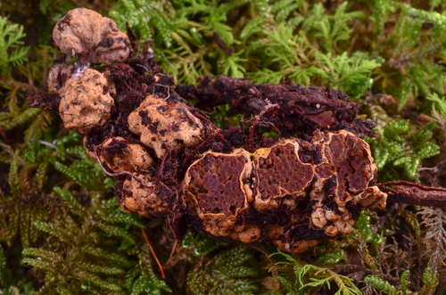 Suillus pictus (Painted suillus) — photo