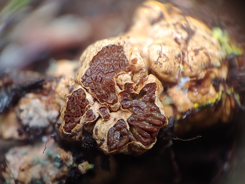 Suillus pictus (Painted suillus) — photo