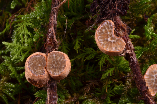 Suillus pictus