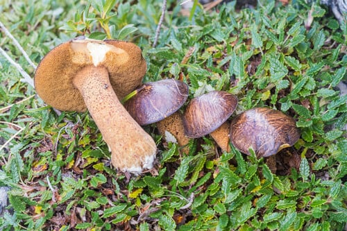 Suillus plorans — photo