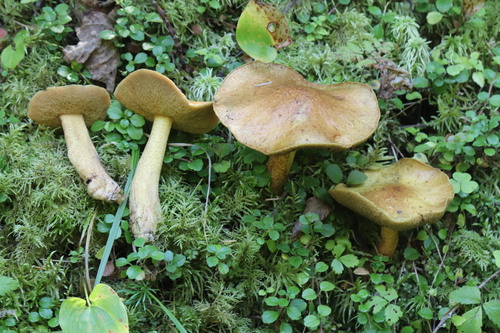 Suillus plorans — photo