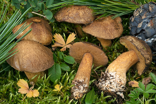 Suillus plorans