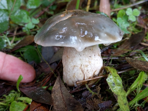 Suillus pungens (Slippery jack) — photo