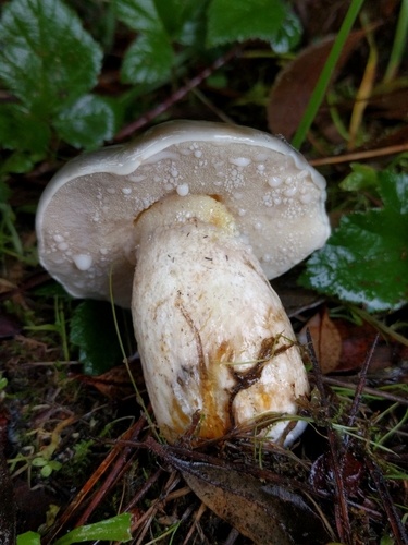 Suillus pungens (Slippery jack) — photo
