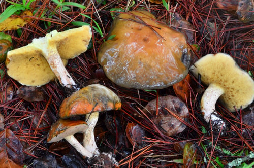 Suillus pungens