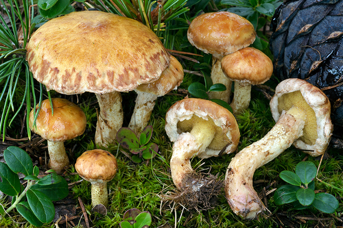 Suillus sibiricus — photo
