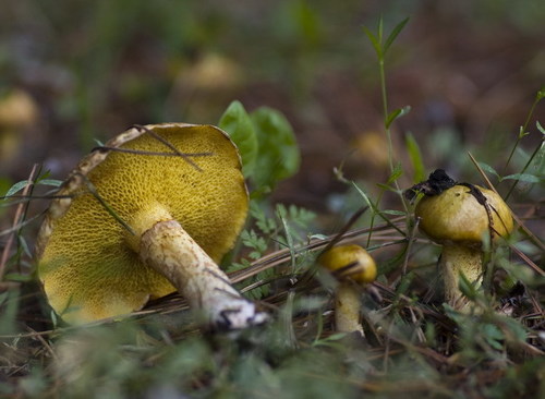 Suillus sibiricus — photo