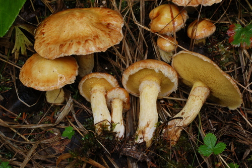 Suillus sibiricus