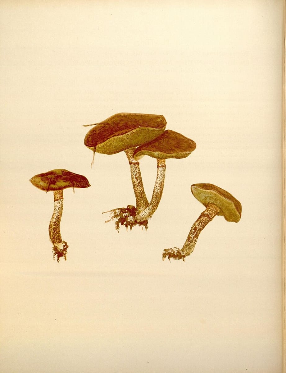Suillus subluteus — photo