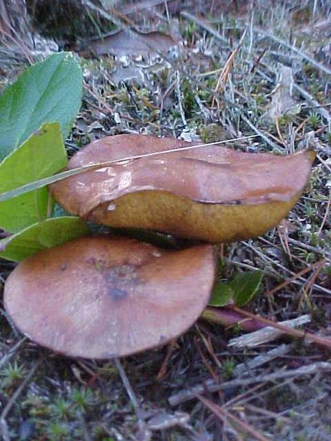 Suillus subluteus