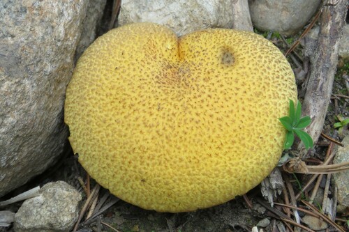Suillus tomentosus — photo