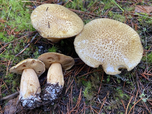 Suillus tomentosus — photo